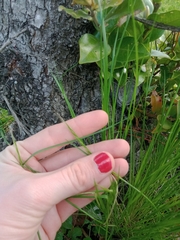 Festuca myuros