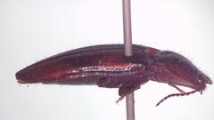 Glypheus sanguineus