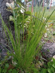 Festuca myuros