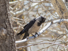 Corvus dauuricus