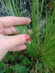 Festuca myuros