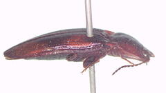 Glypheus sanguineus