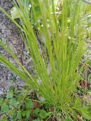 Festuca myuros
