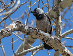 Corvus dauuricus
