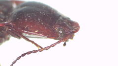 Glypheus sanguineus