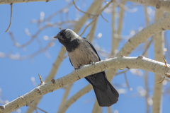 Corvus dauuricus