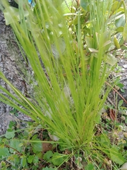 Festuca myuros