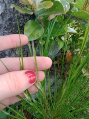 Festuca myuros