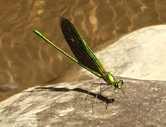 Neurobasis chinensis