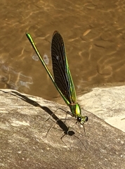 Neurobasis chinensis