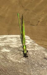 Neurobasis chinensis