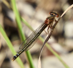 Xanthagrion erythroneurum