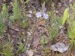 Hemigenia humilis