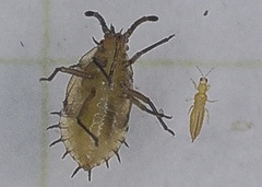 Thripinae