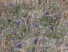 Pulsatilla ambigua