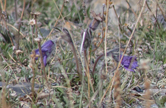 Pulsatilla ambigua