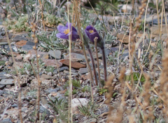 Pulsatilla ambigua