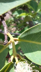 Syzygium × intermedium