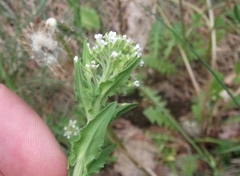 Lepidium campestre