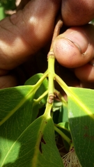 Syzygium × intermedium