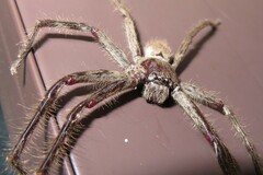 Isopeda canberrana
