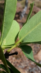 Syzygium × intermedium