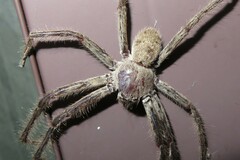 Isopeda canberrana