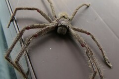 Isopeda canberrana