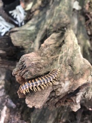 Apheloriini