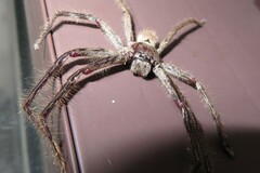 Isopeda canberrana