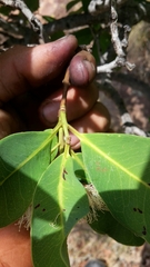 Syzygium × intermedium