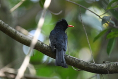 Hypsipetes leucocephalus