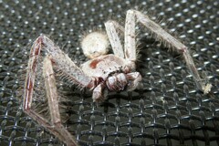 Isopeda canberrana