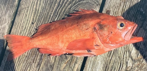 Rock cod (Sebastes reedi) — Sebastidae — 4