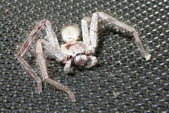 Isopeda canberrana