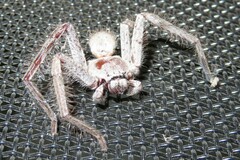 Isopeda canberrana