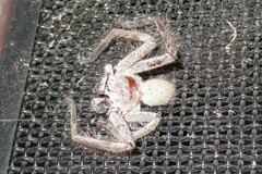 Isopeda canberrana