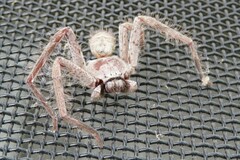 Isopeda canberrana