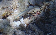 Halichoeres scapularis