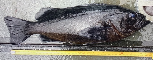 Dusky rockfish (Sebastes ciliatus) — Sebastidae — 2