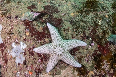 Pisaster brevispinus