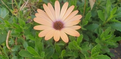 Dimorphotheca ecklonis