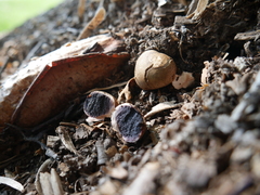 Scleroderma