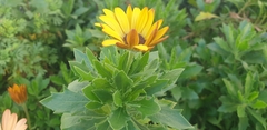 Dimorphotheca ecklonis
