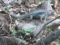 Sceloporus clarkii