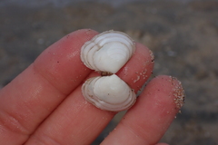 Heterodonax pacificus