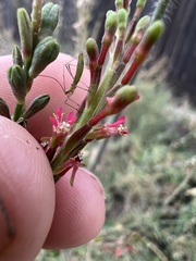 Oenothera curtiflora
