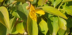 Forsythia