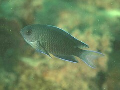 Chrysiptera notialis