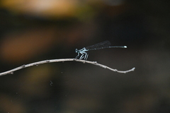 Pseudocopera ciliata